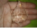 FENG SHUI päikesepüüdja - kristall-leht - UUS