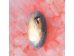 Armas väike kivile maalitud Kaitseingel - ALLAHINDLUS INGLITE AEG