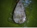 Kaltsedon - looduslik kristallikobar - ripats - UUS