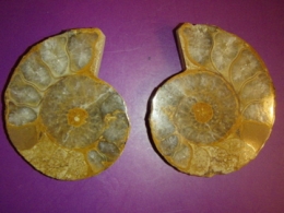 Kivistis - Ammoniit - poolitatud ammoniit