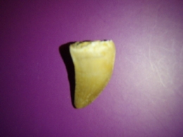 Kivistis - Mosasauruse hammas 