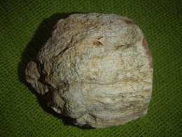 Fossiil-puu e kivistunud puit - töötlemata - UUS